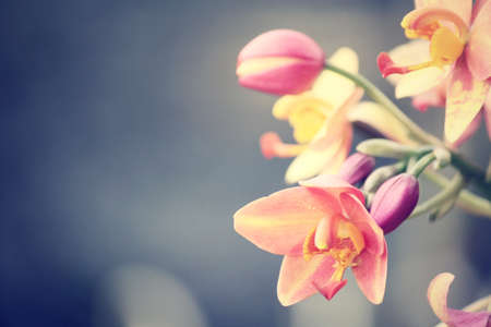 Vintage orchid flowersの写真素材
