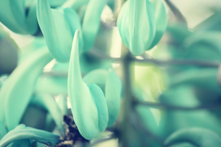 Newguinea Creeper - green flowersの写真素材