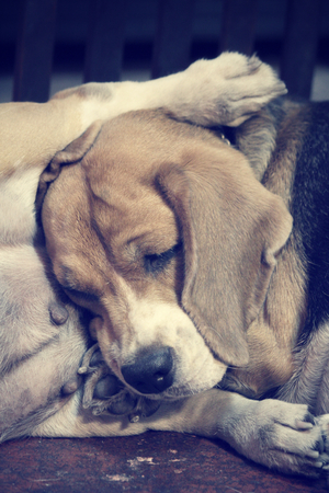 Dog sleepingの写真素材