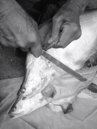 Fresh fish