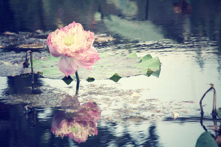 lotus flowersの写真素材