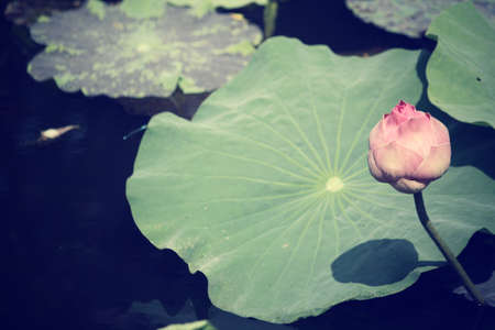 lotus flowersの写真素材