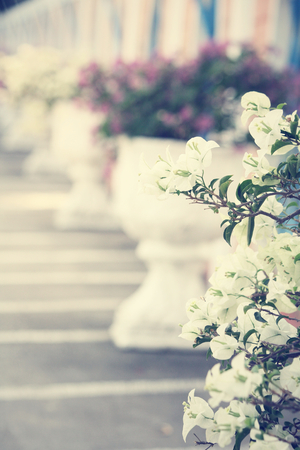 White bougainvillea flowersの写真素材