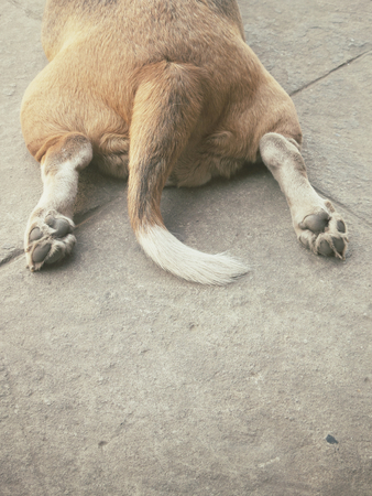Dog footの写真素材
