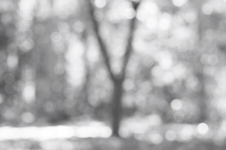 blurred forestの写真素材