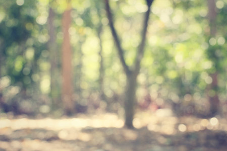 blurred forestの写真素材