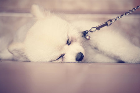 Pomeranian dogの写真素材