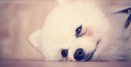 Pomeranian dogの写真素材