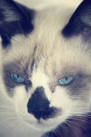 Cat looking.の写真素材