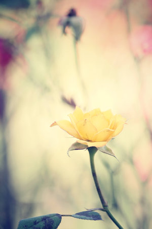 Yellow rosesの写真素材