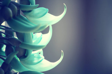 Newguinea Creeper - green flowersの写真素材