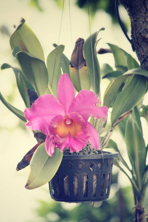 Pink orchid flowersの写真素材