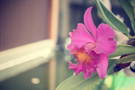 Pink orchid flowersの写真素材