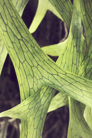 Fern