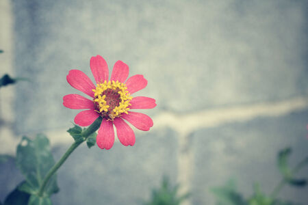 Pink daisyの写真素材