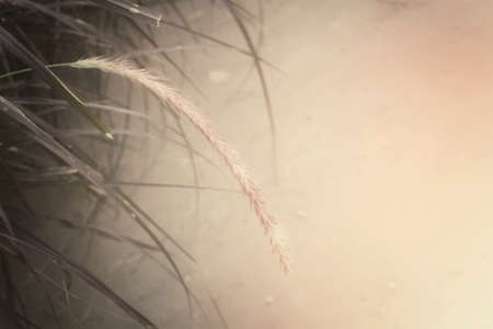 spring flowersの写真素材