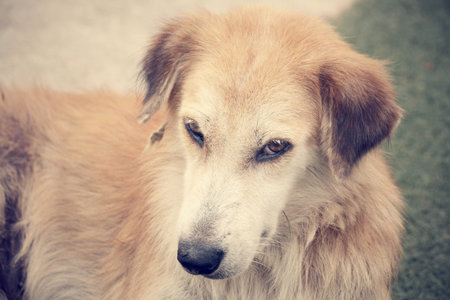dog looking at camera
