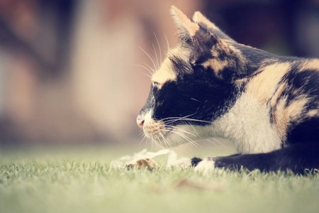 Catの写真素材