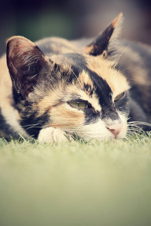 Cat sleepingの写真素材