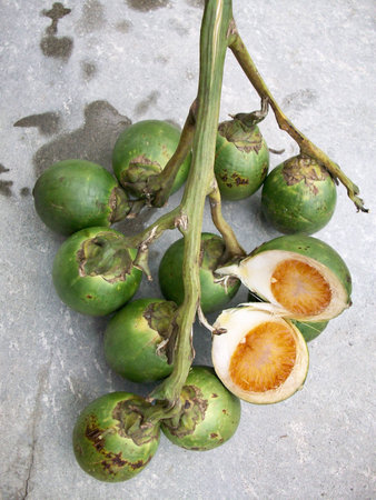 Betel palm