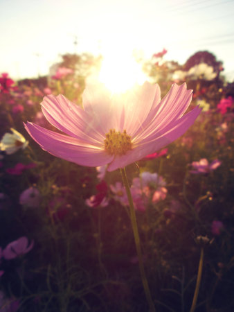 Field of pink cosmos flowersの写真素材