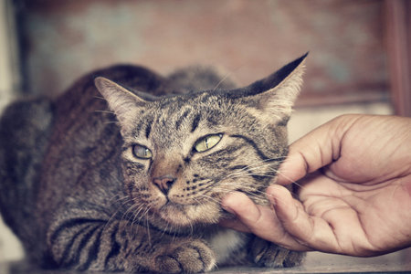 cat playing with handの写真素材