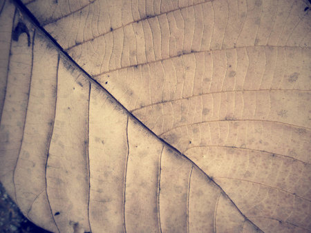 Dried leaves