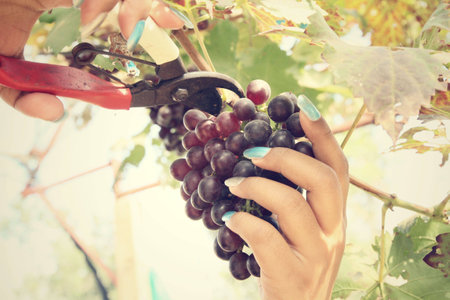 Cutting grapes in vineyardの写真素材