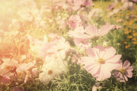 Field of pink cosmos flowersの写真素材