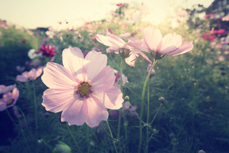Field of pink cosmos flowersの写真素材