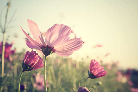 Field of pink cosmos flowersの写真素材
