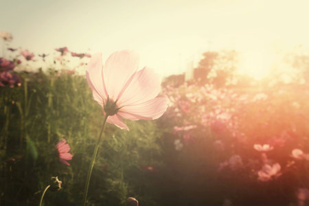 Field of pink cosmos flowersの写真素材