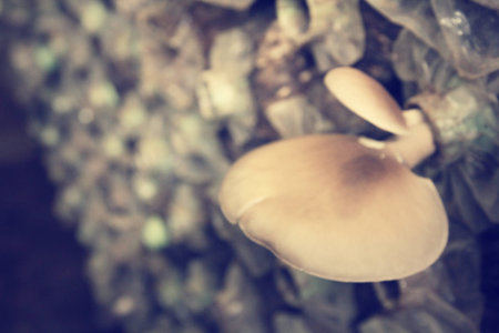Blurred of ganoderma lucidum - ling zhi mushroom.の写真素材