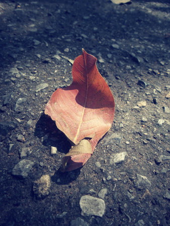 Dried leavesの写真素材