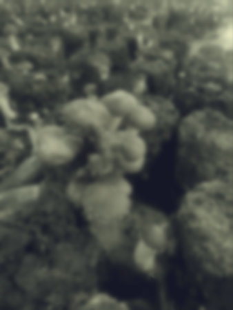 Blurred of mushroom farm.の写真素材