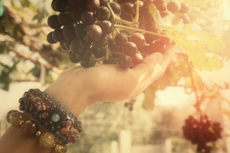 Grapes in vineyardの写真素材