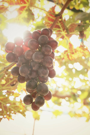 Grapes in vineyard