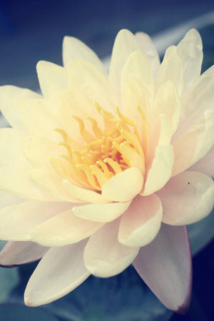 lotus flower