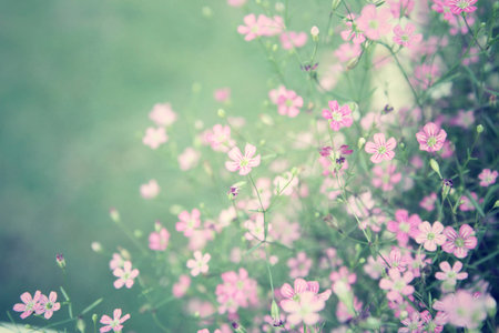 Gypsophila flowers - pink flowersの写真素材