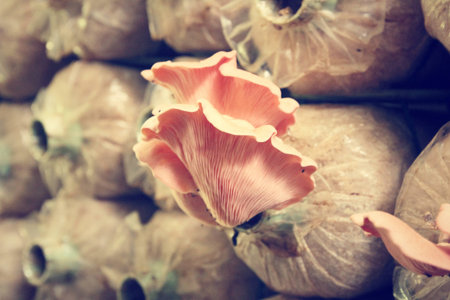 mushroom farm.の写真素材