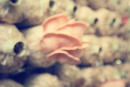 Blurred of mushroom farm.の写真素材
