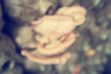 Blurred of mushroom farm.の写真素材
