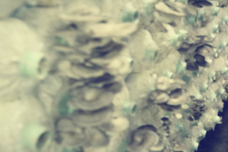Blurred of mushroom farm.