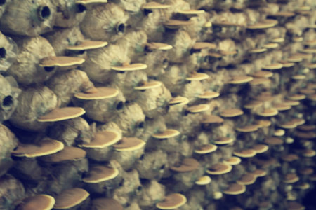 Blurred of ganoderma lucidum - ling zhi mushroom.の写真素材