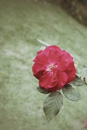 Vintage roseの写真素材