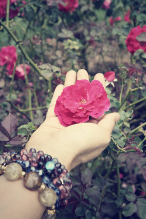 rose with handの写真素材