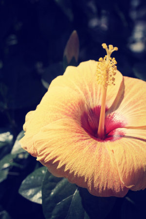Hibiscus flowers - orange flowerの写真素材