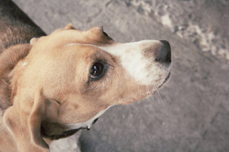 beagle dog lookingの写真素材