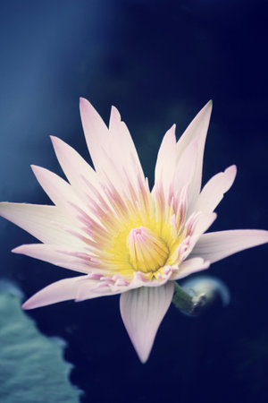 lotus flowerの写真素材