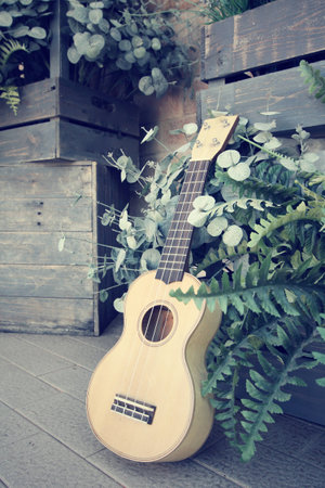 ukuleleの写真素材